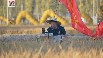 
博爱医院黄牛代挂号电话票贩子号贩子网上预约挂号,住院检查加快,新疆温宿：沙漠边上稻花香！3万亩水稻喜丰收！