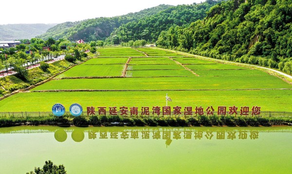 
江苏省人民医院黄牛代挂号电话票贩子号贩子网上预约挂号,住院检查加快,【高质量发展看陕西】喜望稻菽千层浪，“红”“绿”交响南泥湾