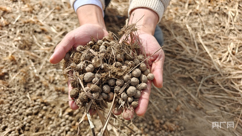 
江苏省中西医结合医院黄牛代挂号电话票贩子号贩子网上预约挂号,住院检查加快,新质新造·兵团丨沙漠荒滩长出“金豆子” 绿色循环“链”动产业新图景