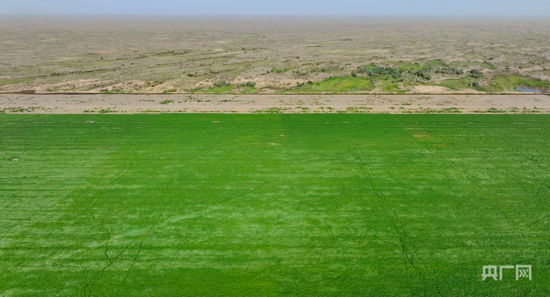 江苏省中西医结合医院黄牛代挂号电话票贩子号贩子网上预约挂号,住院检查加快,新质新造·兵团丨沙漠荒滩长出“金豆子” 绿色循环“链”动产业新图景