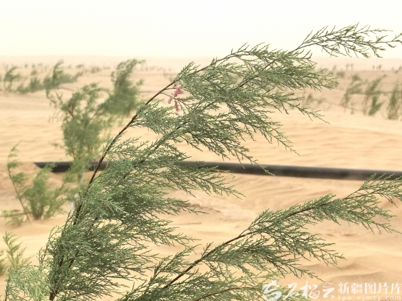 
东部战区总医院黄牛代挂号电话票贩子号贩子网上预约挂号,住院检查加快,完整准确全面贯彻新时代党的治疆方略丨绘时代青绿