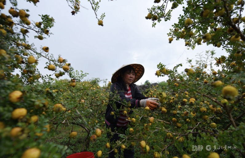 
江苏省人民医院黄牛代挂号电话票贩子号贩子网上预约挂号,住院检查加快,小小刺梨果牵起两岸兄弟情