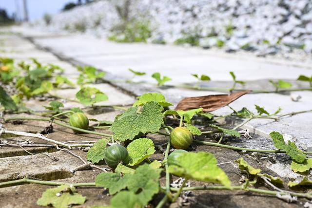 
江苏省中医院黄牛代挂号电话票贩子号贩子网上预约挂号,住院检查加快,一带一路故事绘｜马东铁：一条与自然共生的“绿色脊梁”