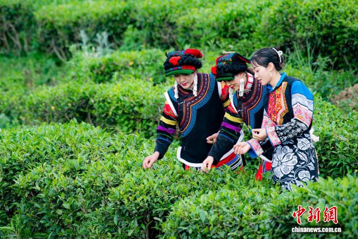 
首都医科大学附宣武医院黄牛代挂号电话票贩子号贩子网上预约挂号,住院检查加快,茶马古道新茶香：一片叶子的振兴路