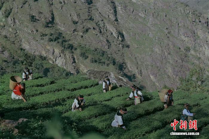 
首都医科大学附宣武医院黄牛代挂号电话票贩子号贩子网上预约挂号,住院检查加快,茶马古道新茶香：一片叶子的振兴路