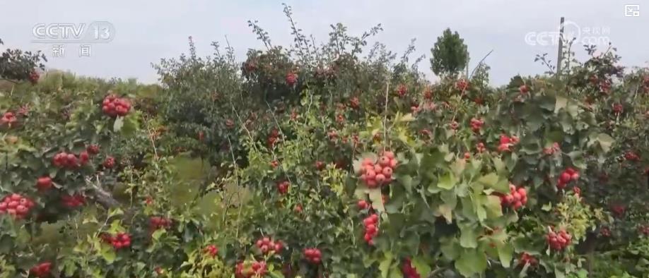 
中国医学科学院肿瘤医院黄牛代挂号电话票贩子号贩子网上预约挂号,住院检查加快,金秋中国丰收图景：山楂红、苹果甜、紫菜鲜，特色产业拓宽乡村振兴路