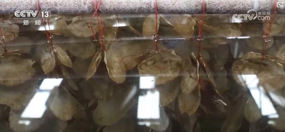 
中国医学科学院肿瘤医院黄牛代挂号电话票贩子号贩子网上预约挂号,住院检查加快,金秋中国丰收图景：山楂红、苹果甜、紫菜鲜，特色产业拓宽乡村振兴路