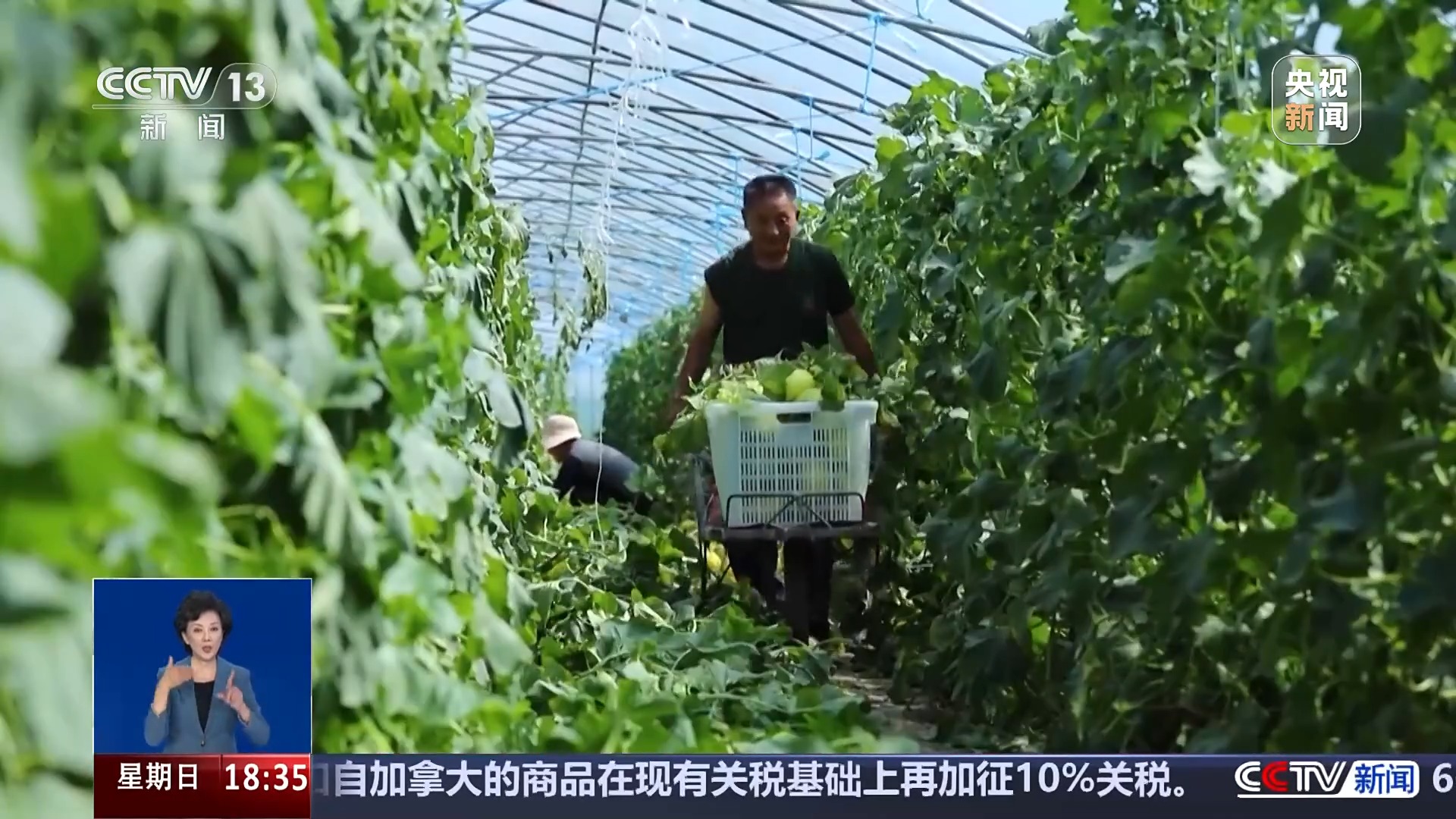 
天津肿瘤医院黄牛代挂号电话票贩子号贩子网上预约挂号,住院检查加快,从实验室、生产线到千里沃野 解锁农业“新吃法”“新玩法”