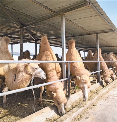 
广州肿瘤医院黄牛代挂号电话票贩子号贩子网上预约挂号,住院检查加快,特色产业惠民生