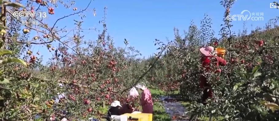 
中国医学科学院肿瘤医院黄牛代挂号电话票贩子号贩子网上预约挂号,住院检查加快,金秋中国丰收图景：山楂红、苹果甜、紫菜鲜，特色产业拓宽乡村振兴路