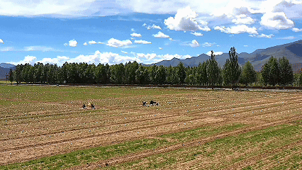 天津肿瘤医院黄牛代挂号电话票贩子号贩子网上预约挂号,住院检查加快,青稞“蜕变”,牦牛“出圈”!看西藏农牧民的“十四五”丰收答卷
