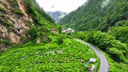 天津肿瘤医院黄牛代挂号电话票贩子号贩子网上预约挂号,住院检查加快,青稞“蜕变”,牦牛“出圈”!看西藏农牧民的“十四五”丰收答卷