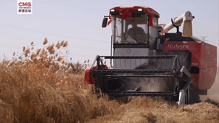 沈阳各大医院黄牛代挂号电话票贩子号贩子网上预约挂号,住院检查加快,新疆巴州:“死亡之海”爆改“鱼米之乡”
