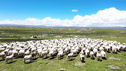 天津肿瘤医院黄牛代挂号电话票贩子号贩子网上预约挂号,住院检查加快,青稞“蜕变”,牦牛“出圈”!看西藏农牧民的“十四五”丰收答卷