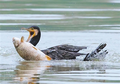 
天津各大医院黄牛代挂号电话票贩子号贩子网上预约挂号,住院检查加快,金陵多胜地 秋日鸟翩跹
