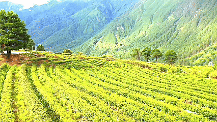 天津肿瘤医院黄牛代挂号电话票贩子号贩子网上预约挂号,住院检查加快,青稞“蜕变”,牦牛“出圈”!看西藏农牧民的“十四五”丰收答卷