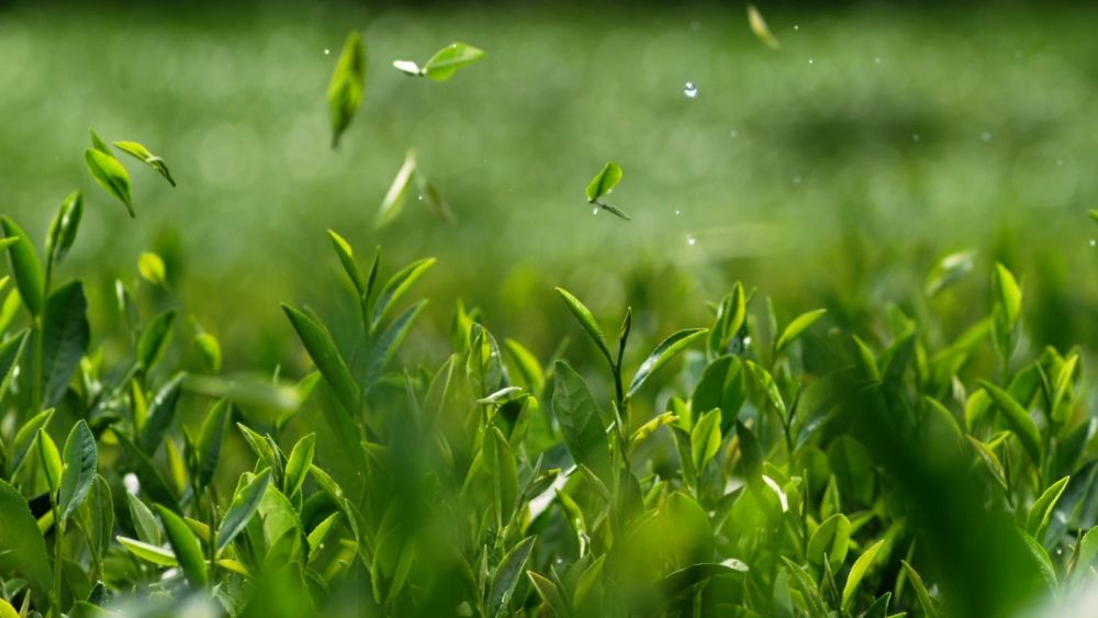 
北京儿童医院黄牛代挂号电话票贩子号贩子网上预约挂号,住院检查加快,新华视点｜系列纪录片《大径山》第一集：参山