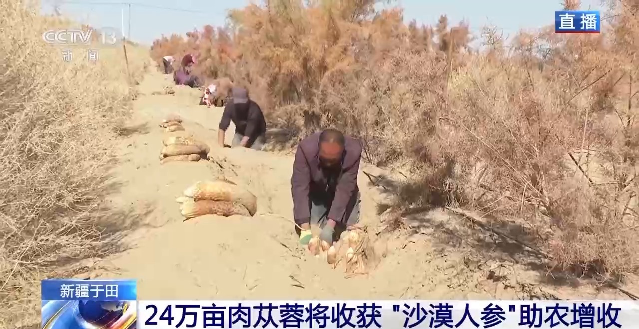 
中山二院黄牛代挂号电话票贩子号贩子网上预约挂号,住院检查加快,视频丨新疆肉苁蓉进入采收季 沙产业让沙漠化身“致富田”