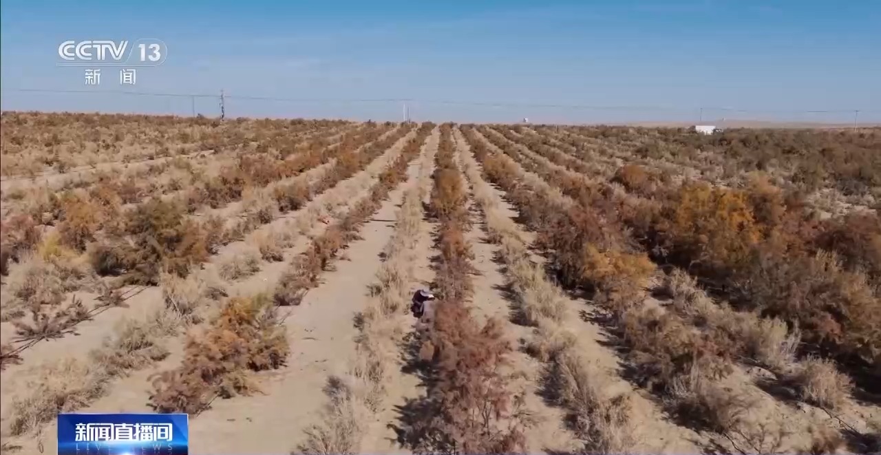
中山二院黄牛代挂号电话票贩子号贩子网上预约挂号,住院检查加快,视频丨新疆肉苁蓉进入采收季 沙产业让沙漠化身“致富田”