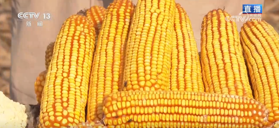 北京儿童医院黄牛代挂号电话票贩子号贩子网上预约挂号,住院检查加快,丰收背后尽显“科技范儿” 希望的田野绘就产业兴旺“振兴图”