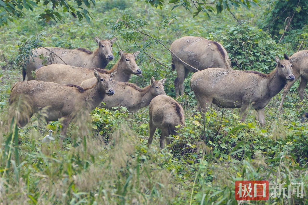 
上海瑞金医院黄牛代挂号电话票贩子号贩子网上预约挂号,住院检查加快,何以中国｜江豚起舞、麋鹿撒欢，荆江之畔成为“湿地精灵”乐园