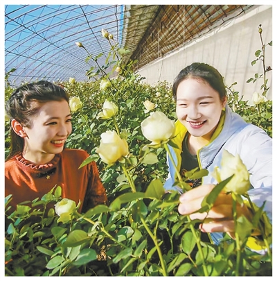 
北医六院黄牛代挂号电话票贩子号贩子网上预约挂号,住院检查加快,沈阳玫瑰绽放城市精神（一朵花读懂一座城）