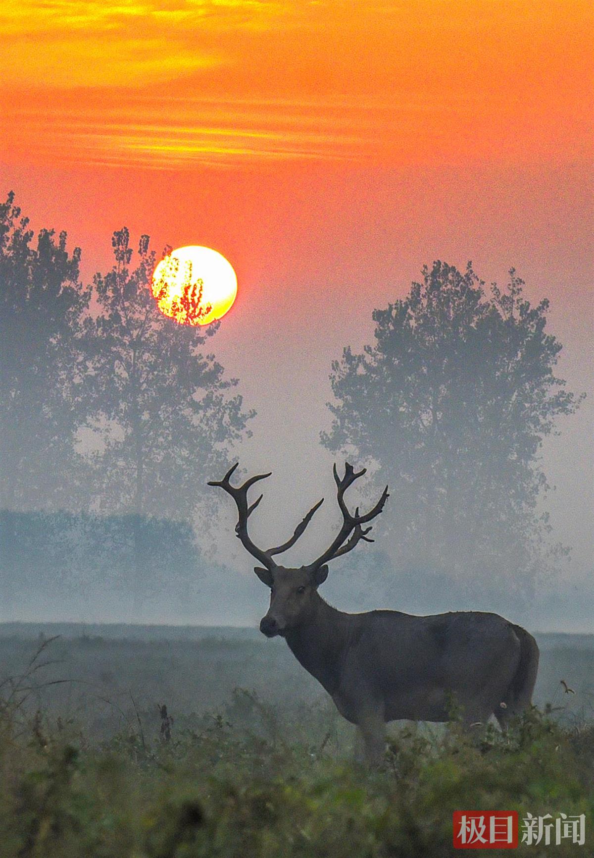 
上海瑞金医院黄牛代挂号电话票贩子号贩子网上预约挂号,住院检查加快,何以中国｜江豚起舞、麋鹿撒欢，荆江之畔成为“湿地精灵”乐园
