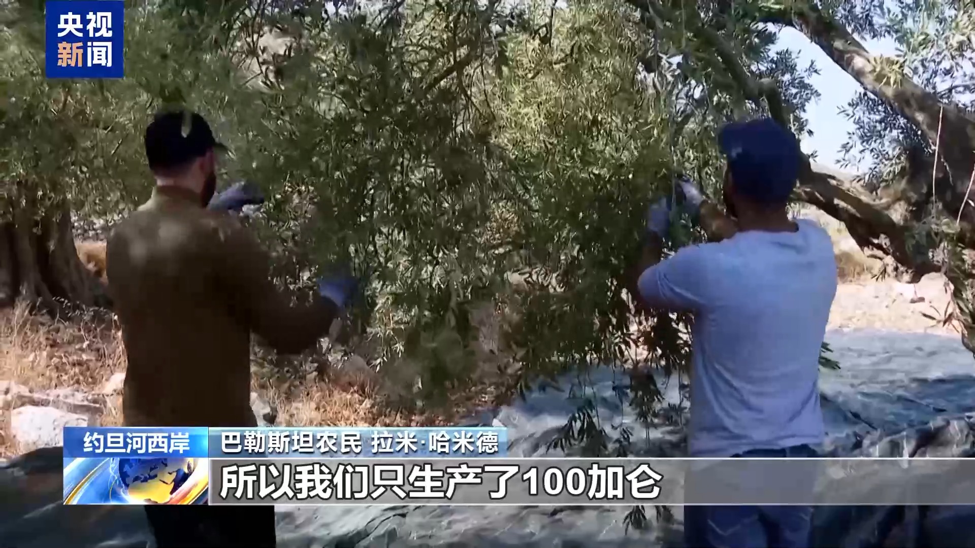 
杭州市妇幼保健院黄牛代挂号电话票贩子号贩子网上预约挂号,住院检查加快,视频丨频遭侵扰 约旦河西岸巴勒斯坦农民橄榄采收遇阻