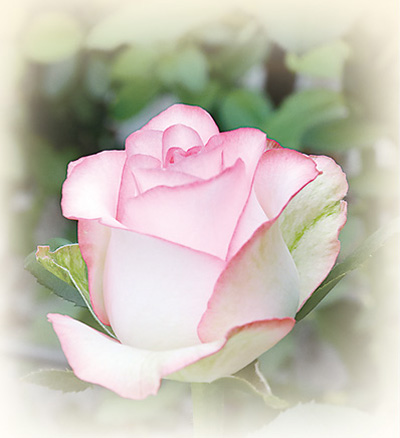 
北医六院黄牛代挂号电话票贩子号贩子网上预约挂号,住院检查加快,沈阳玫瑰绽放城市精神（一朵花读懂一座城）