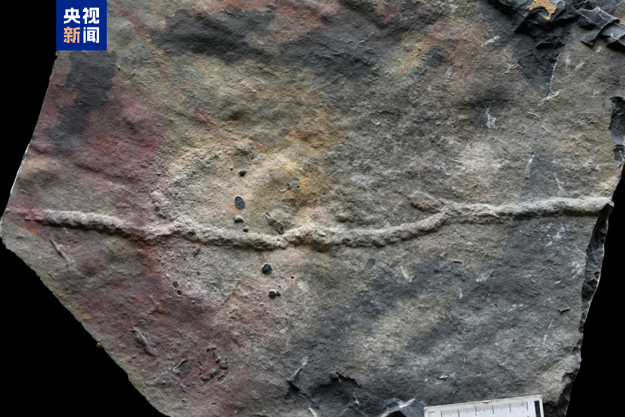 首都医科大学附属北京同仁医院黄牛代挂号电话票贩子号贩子网上预约挂号,住院检查加快,科学家发现迄今最古老的复杂三维潜穴系统