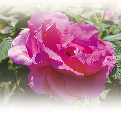 
北医六院黄牛代挂号电话票贩子号贩子网上预约挂号,住院检查加快,沈阳玫瑰绽放城市精神（一朵花读懂一座城）