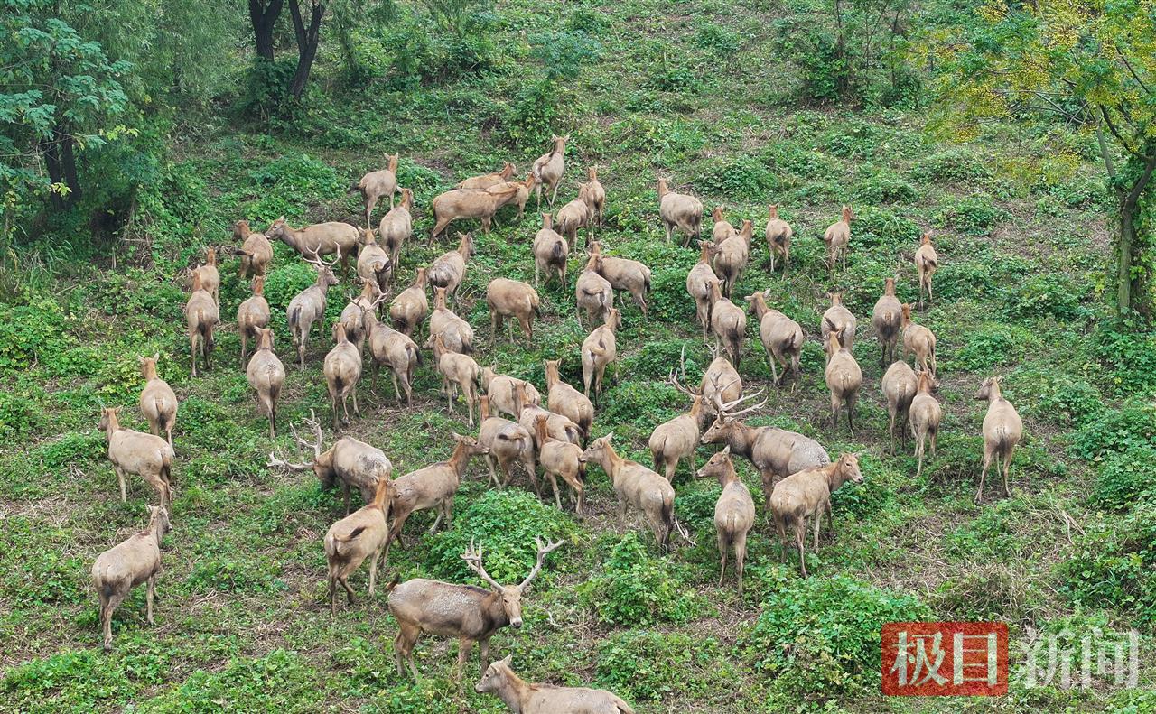 
上海瑞金医院黄牛代挂号电话票贩子号贩子网上预约挂号,住院检查加快,何以中国｜江豚起舞、麋鹿撒欢，荆江之畔成为“湿地精灵”乐园