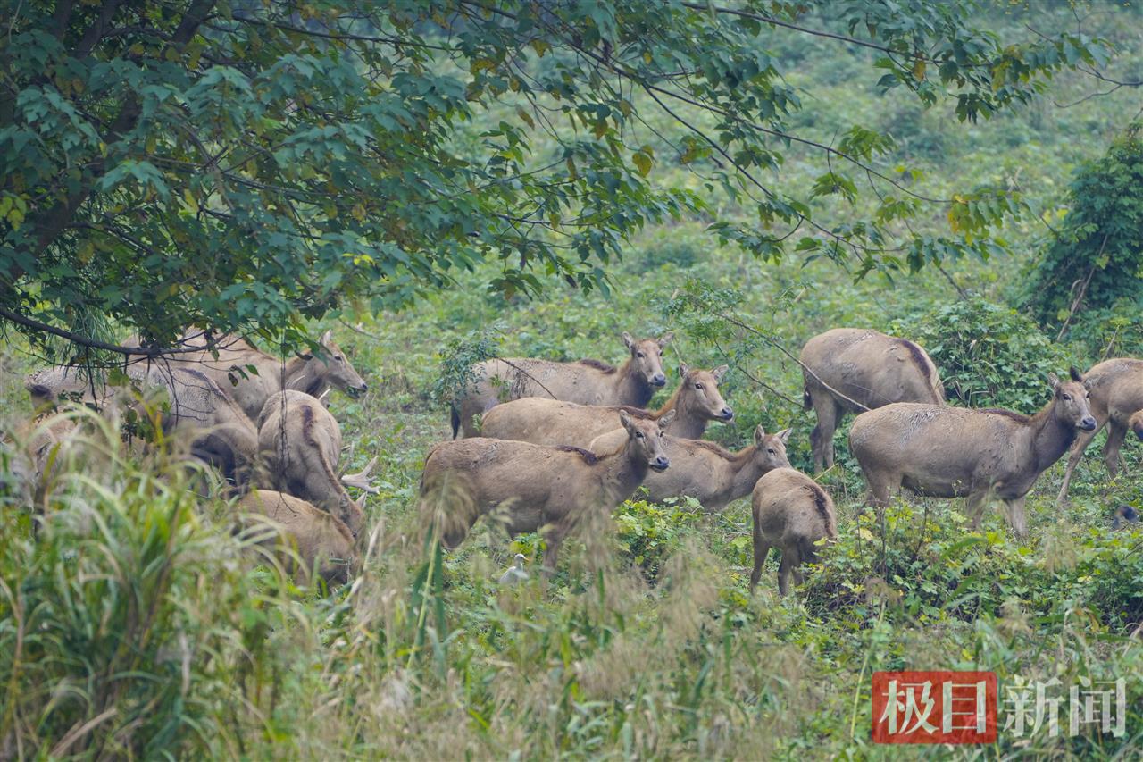 
上海瑞金医院黄牛代挂号电话票贩子号贩子网上预约挂号,住院检查加快,何以中国｜江豚起舞、麋鹿撒欢，荆江之畔成为“湿地精灵”乐园