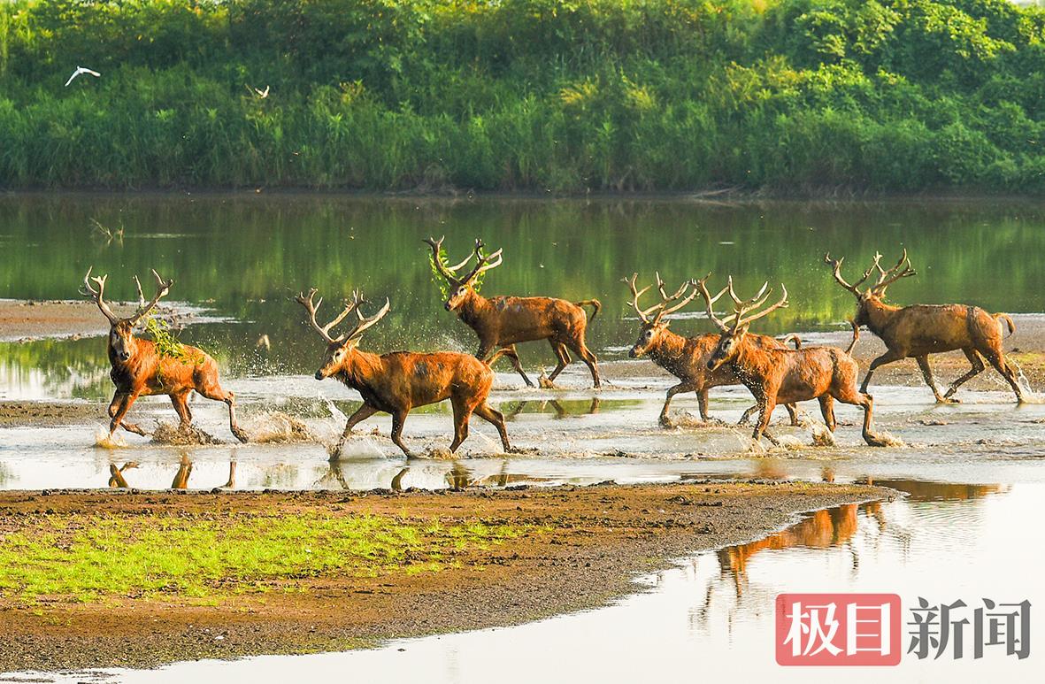 
上海瑞金医院黄牛代挂号电话票贩子号贩子网上预约挂号,住院检查加快,何以中国｜江豚起舞、麋鹿撒欢，荆江之畔成为“湿地精灵”乐园