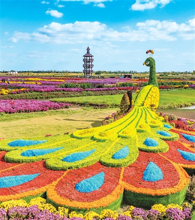 
首都医科大学附属北京妇产医院黄牛代挂号电话票贩子号贩子网上预约挂号,住院检查加快,千垛菊花迎客来（侨乡新貌）