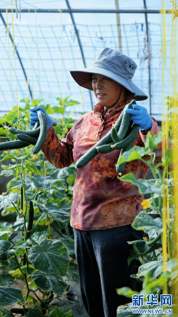 
成都华西医院黄牛代挂号电话票贩子号贩子网上预约挂号,住院检查加快,石榴花开 籽籽同心｜云端的菜篮 百姓的幸福
