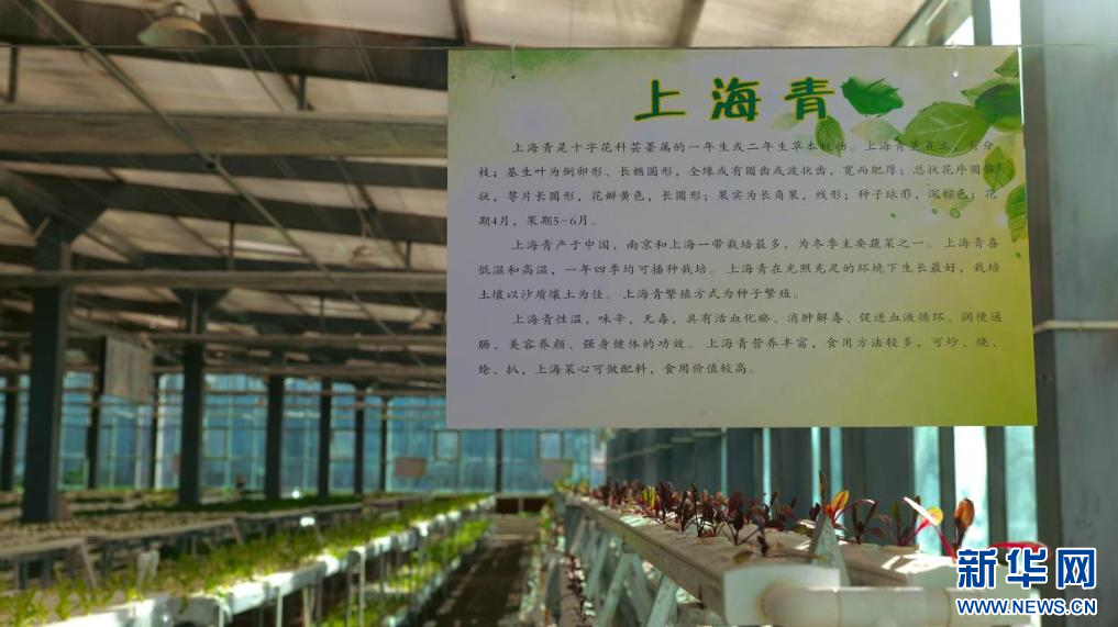 
成都华西医院黄牛代挂号电话票贩子号贩子网上预约挂号,住院检查加快,石榴花开 籽籽同心｜云端的菜篮 百姓的幸福