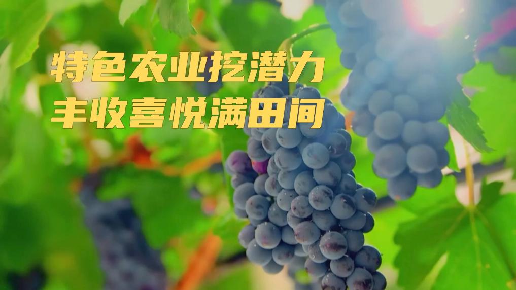 
北京空军总医院黄牛代挂号电话票贩子号贩子网上预约挂号,住院检查加快,新华视点｜特色农业挖潜力 丰收喜悦满田间