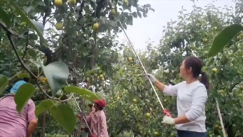 
北京空军总医院黄牛代挂号电话票贩子号贩子网上预约挂号,住院检查加快,新华视点｜特色农业挖潜力 丰收喜悦满田间