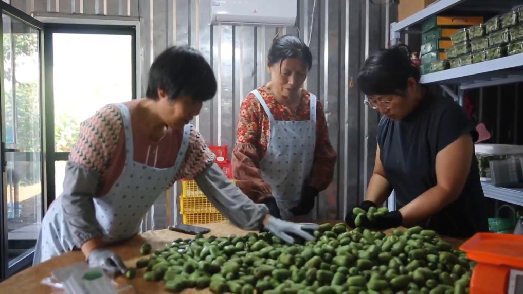 
上海第十人民医院黄牛代挂号电话票贩子号贩子网上预约挂号,住院检查加快,新华视点｜金秋丰收绘新景 乡村振兴谱华章