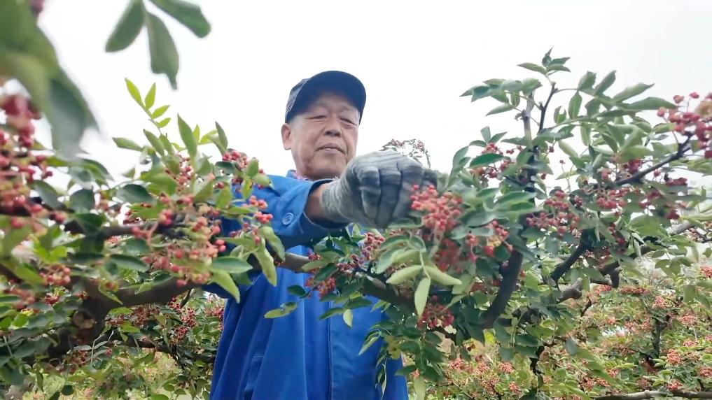 
北京空军总医院黄牛代挂号电话票贩子号贩子网上预约挂号,住院检查加快,新华视点｜特色农业挖潜力 丰收喜悦满田间