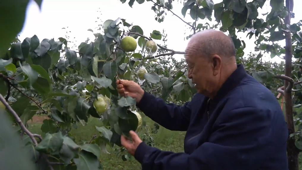 
上海第十人民医院黄牛代挂号电话票贩子号贩子网上预约挂号,住院检查加快,新华视点｜金秋丰收绘新景 乡村振兴谱华章