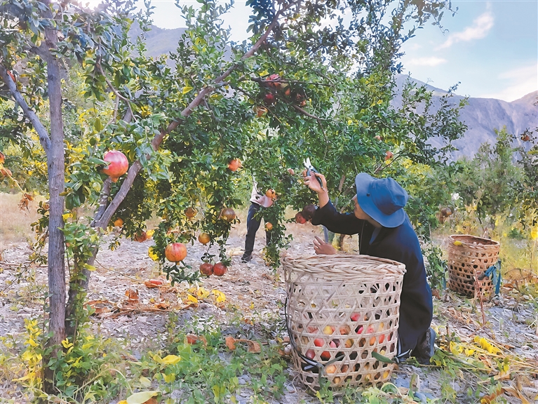 
北大口腔医院黄牛代挂号电话票贩子号贩子网上预约挂号,住院检查加快,红石榴点亮高原秋