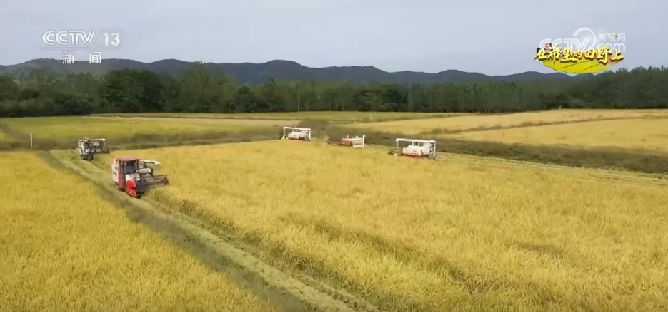 
广东省中医院黄牛代挂号电话票贩子号贩子网上预约挂号,住院检查加快,风吹稻浪、瓜果飘香 希望的田野呈现一幅“大地流金”的丰收图景