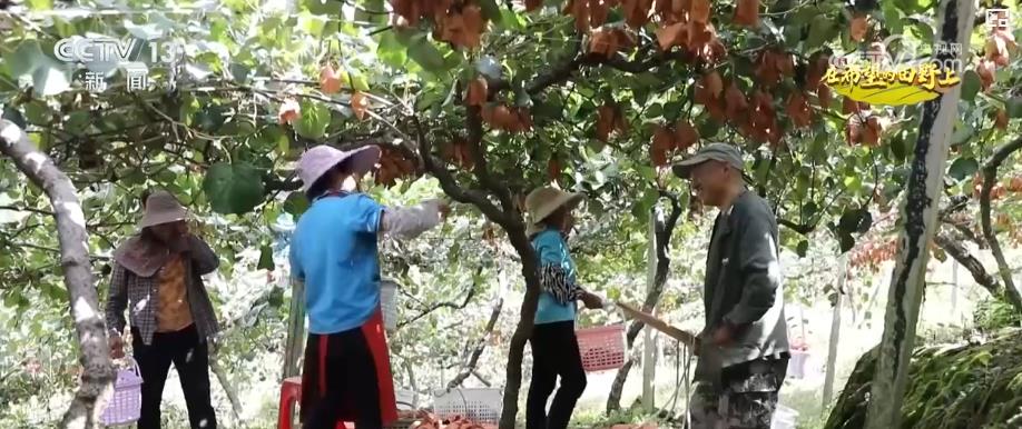 
北京宣武医院黄牛代挂号电话票贩子号贩子网上预约挂号,住院检查加快,产销两旺！“小特产”变身变身乡村振兴“致富果” 激活“甜蜜经济”新热力