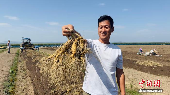 
北京肿瘤医院黄牛代挂号电话票贩子号贩子网上预约挂号,住院检查加快,（乡村行·看振兴）长白山下“参”情巨变：产业转型迎来金色丰收季