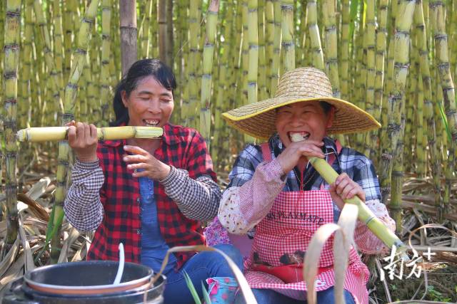 
北医六院黄牛代挂号电话票贩子号贩子网上预约挂号,住院检查加快,文化中国行·寒露 | 枫艳菊黄岭南秋，蔗熟姜香岁物收