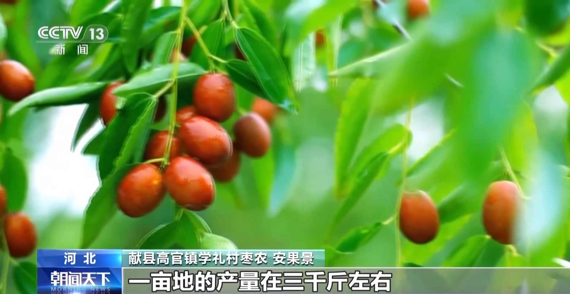 
首都医科大学附属北京妇产医院黄牛代挂号电话票贩子号贩子网上预约挂号,住院检查加快,一大批农产品正走向你的餐桌！全国秋粮收获近四成