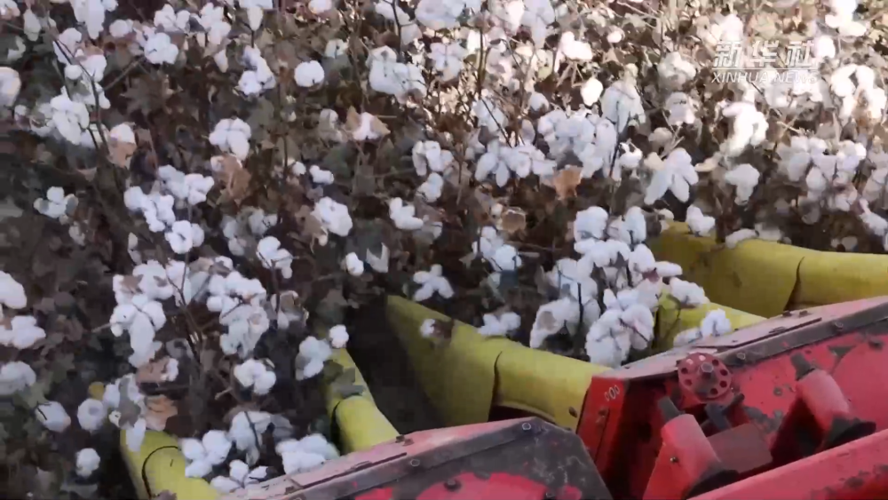 
北京大学第六医院黄牛代挂号电话票贩子号贩子网上预约挂号,住院检查加快,新疆：机械化为棉田生产赋能