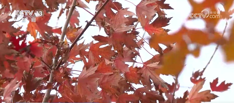 
包含北京大学第一医院黄牛代挂号电话票贩子号贩子网上预约挂号,住院检查加快,特色赏秋游热潮澎湃 “文旅+”新场景新业态激发“秋日经济”活力